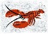 S231Lobs_-_Lobster_mV_e.jpg