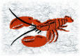 S231Lobs_-_Lobster_mV_e.jpg s231lobs_-_lobster_mv_e_thb.jpg